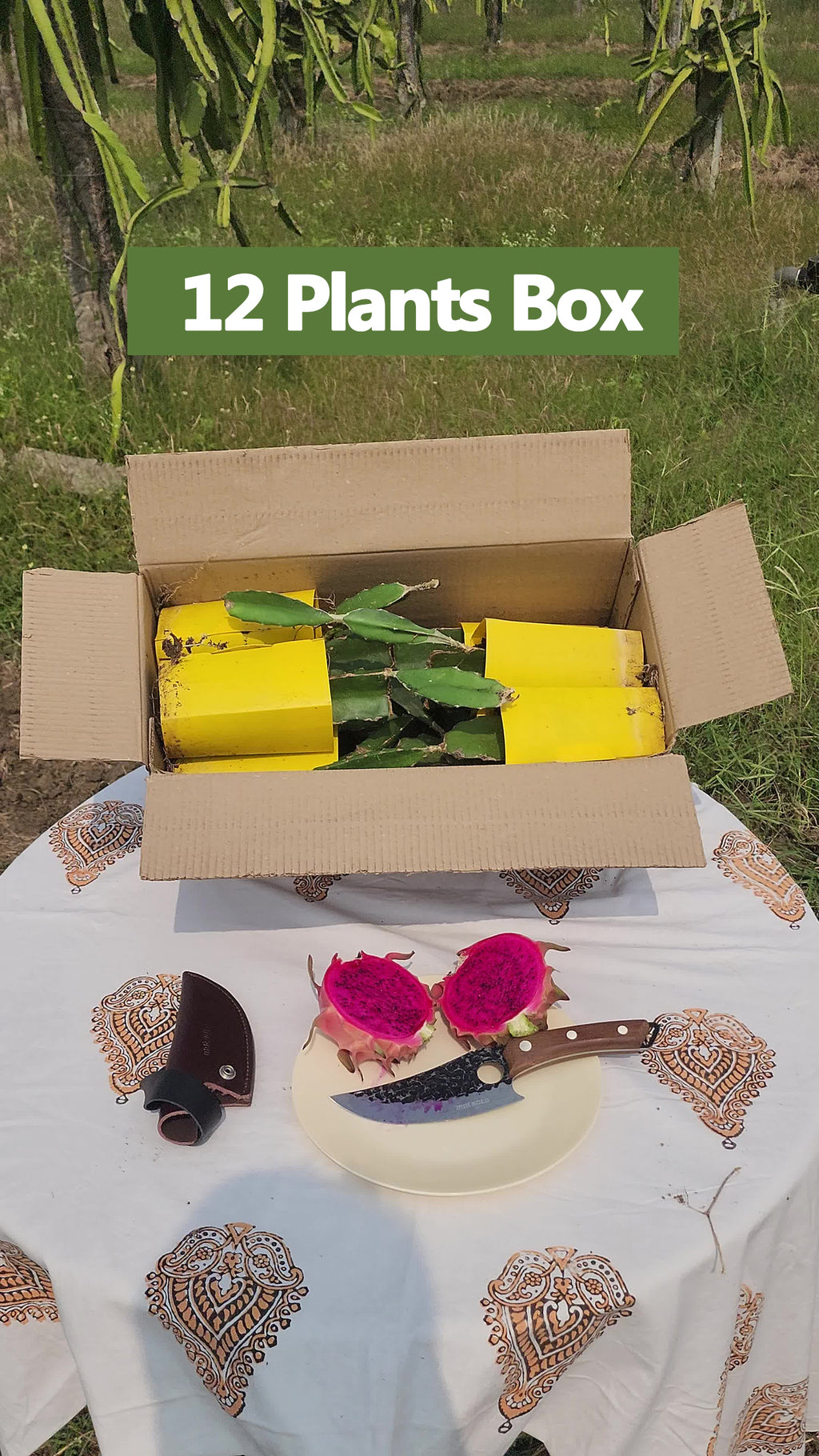 Siam - Red Dragon Plant Box Set of 4 | 12 | 18