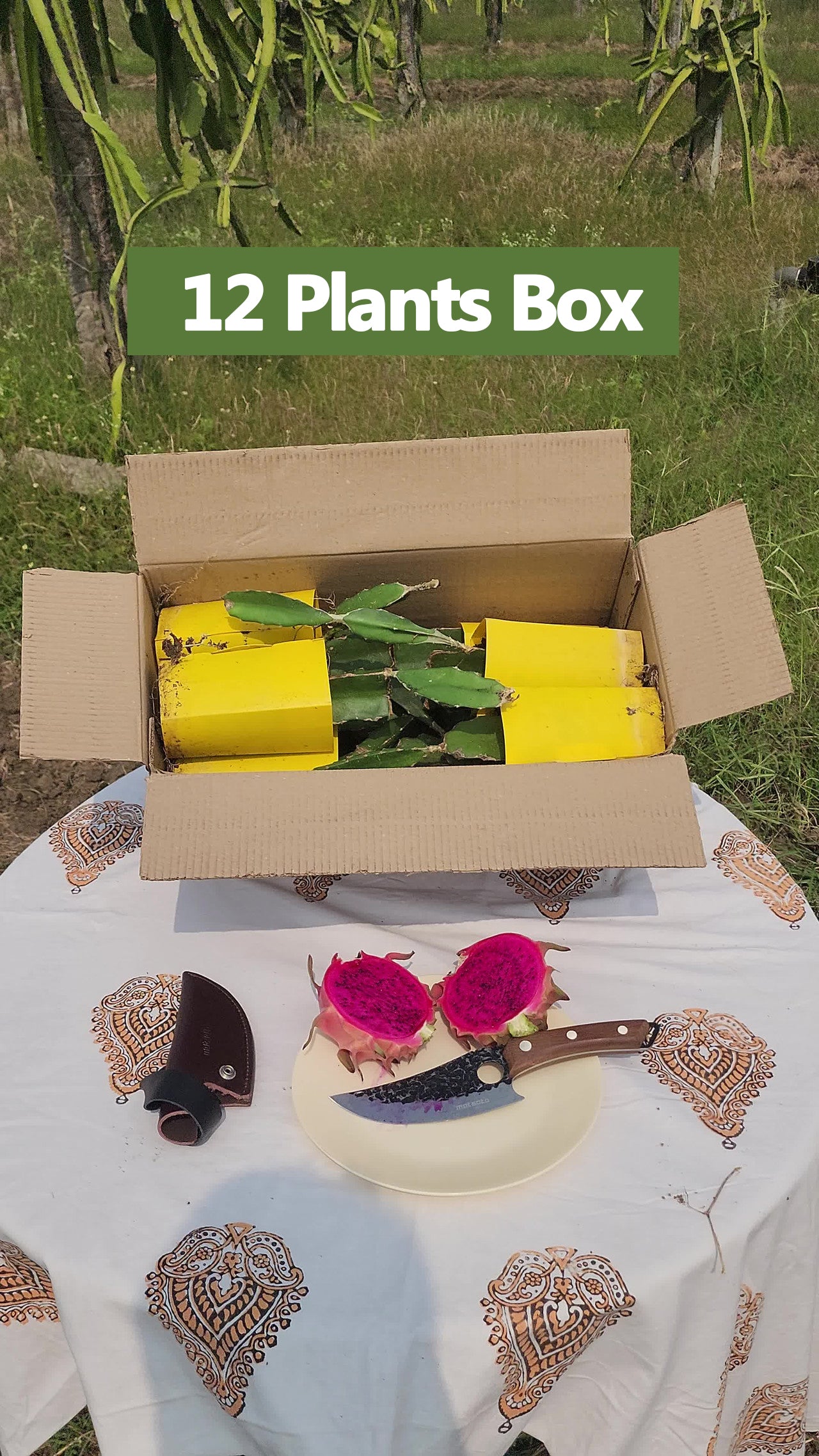 Siam - Red Dragon Plant Box Set of 4 | 12 | 18