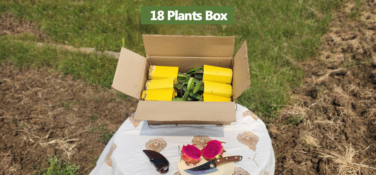 Siam - Red Dragon Plant Box Set of 4 | 12 | 18