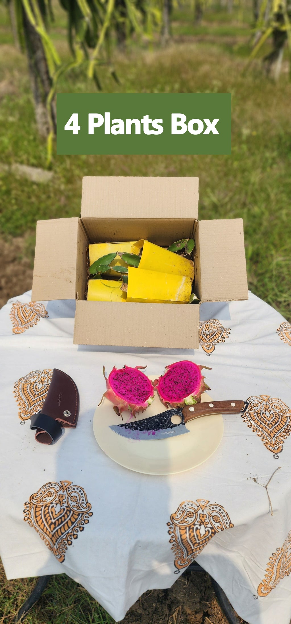 Siam - Red Dragon Plant Box Set of 4 | 12 | 18