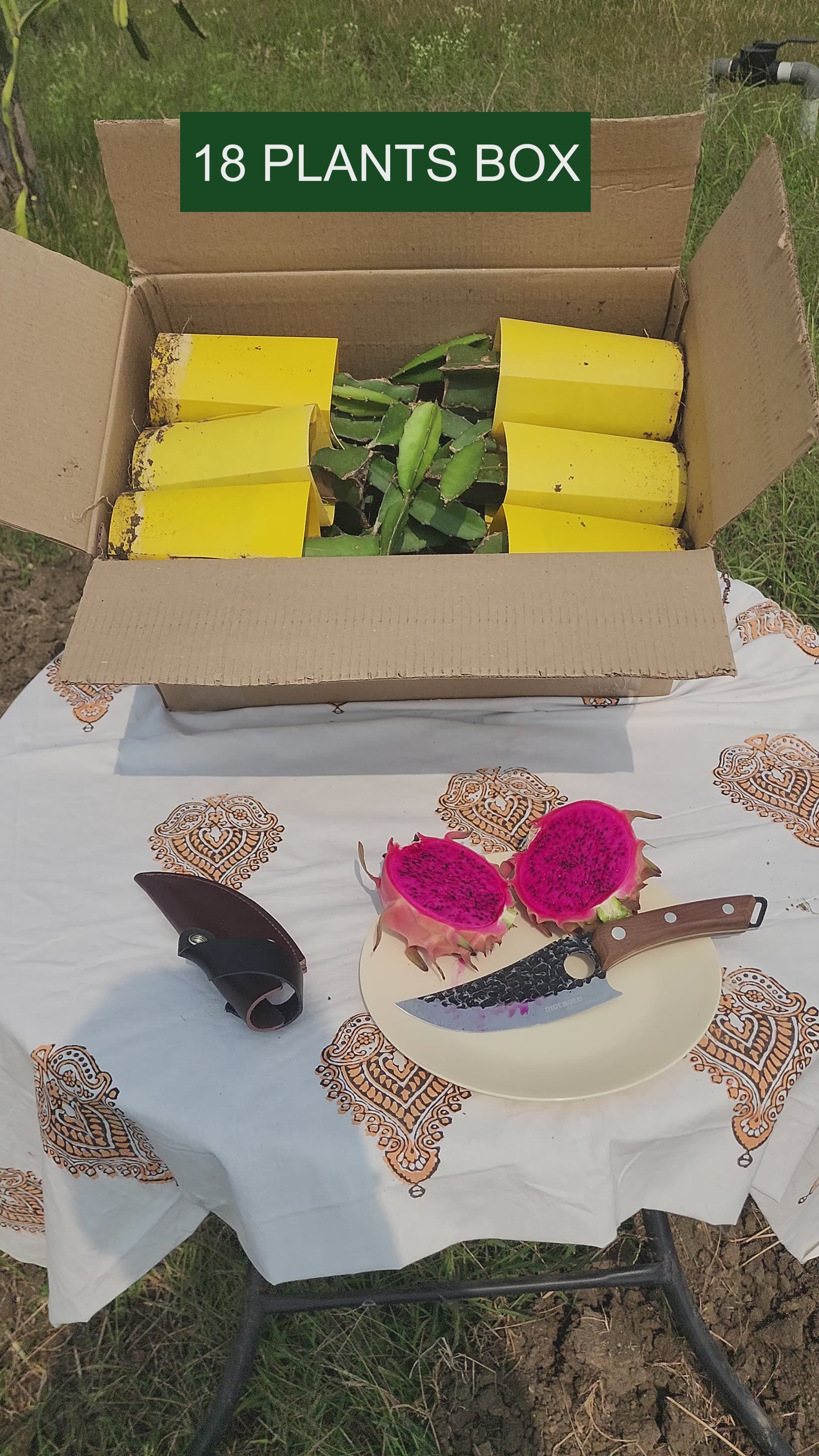 Siam - Red Dragon Plant Box Set of 4 | 12 | 18