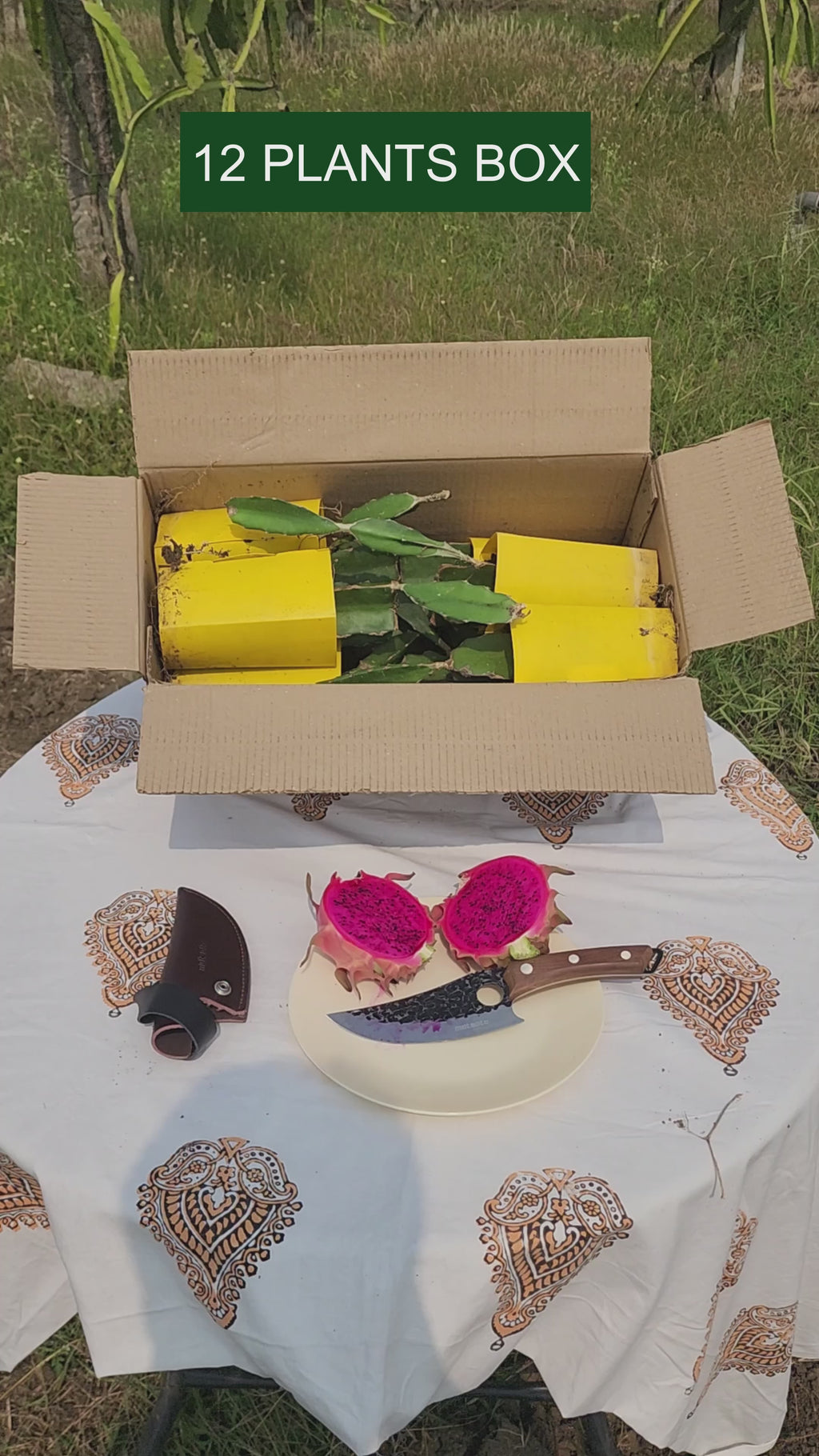 Siam - Red Dragon Plant Box Set of 4 | 12 | 18