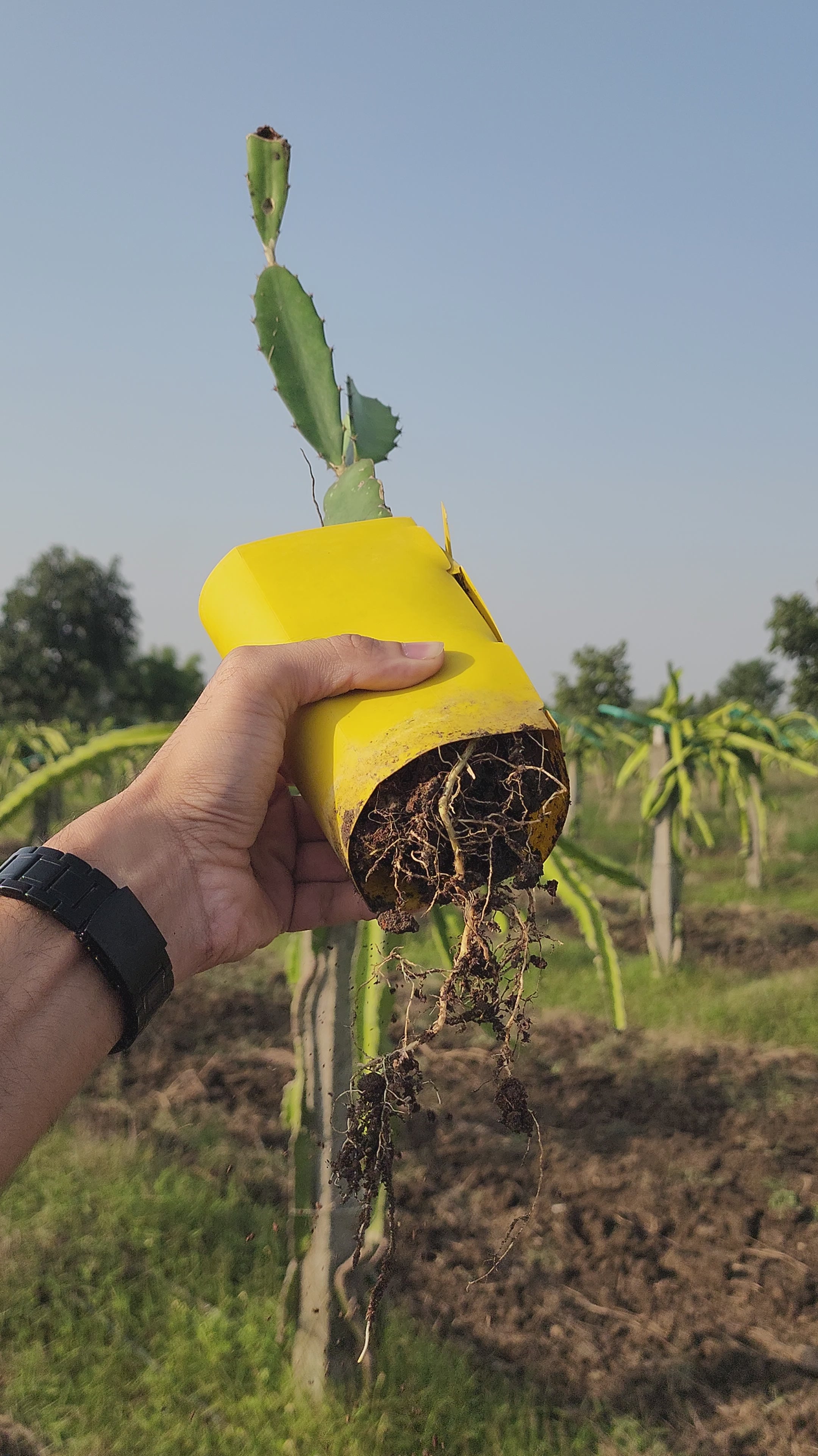 Siam - Red Dragon Plant Box Set of 4 | 12 | 18