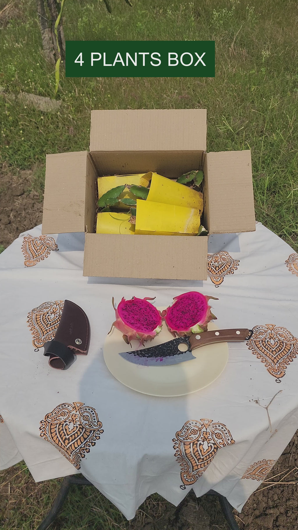 Siam - Red Dragon Plant Box Set of 4 | 12 | 18