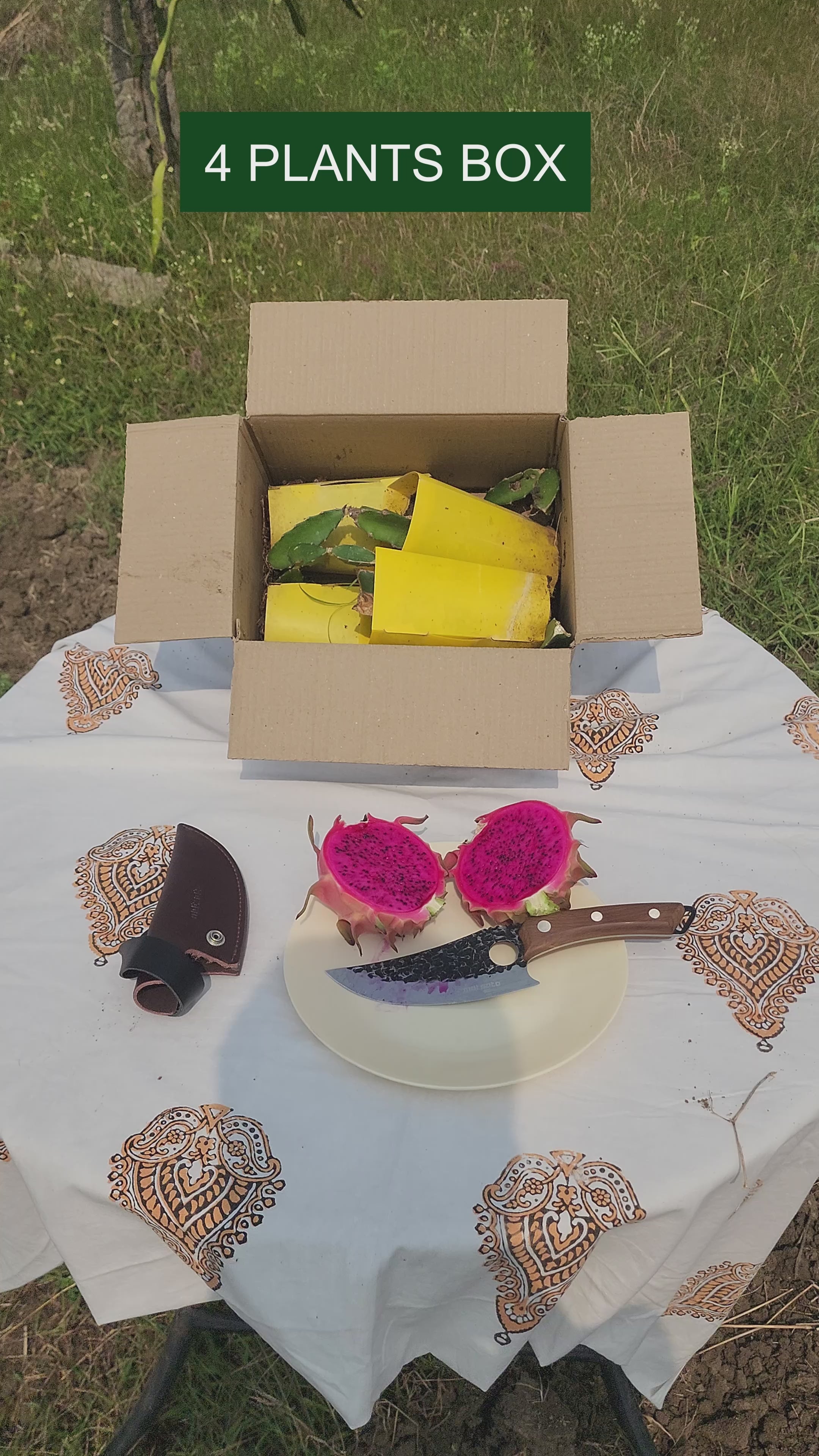 Siam - Red Dragon Plant Box Set of 4 | 12 | 18